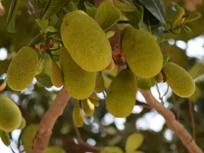 jackfruits hanging on a tree