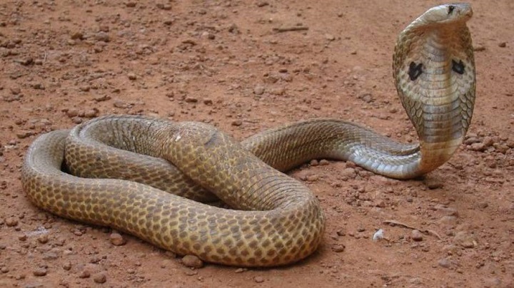 Snake catcher dies as python bites him : The Tribune India