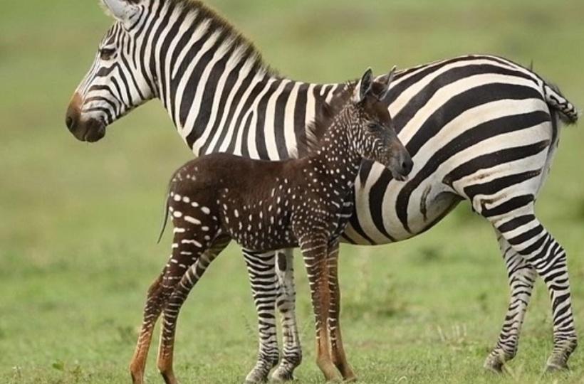 Meet Tira, The Rare Kenyan Zebra Who Has Spots Instead Of Stripes!