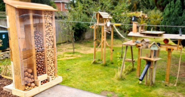 Man builds epic squirrel playground in back garden. 