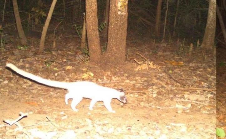 common palm civet spotted in odisha