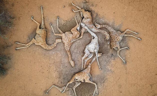 dead giraffes