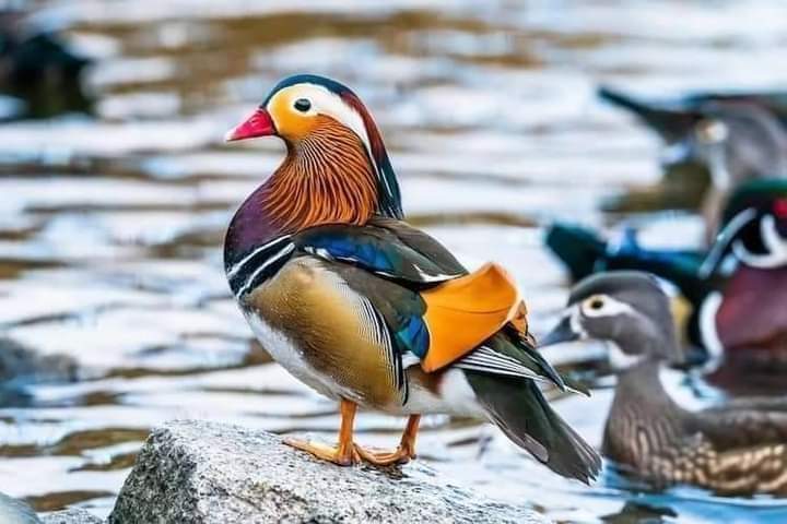 Mandarin Duck, Assam