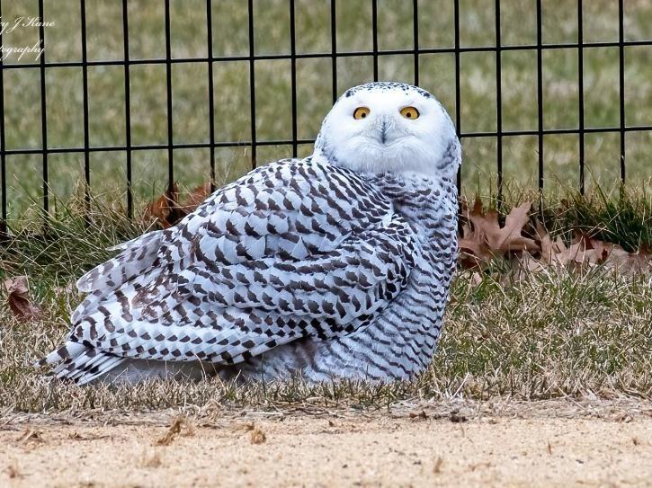 Snow Owl spotted in USA