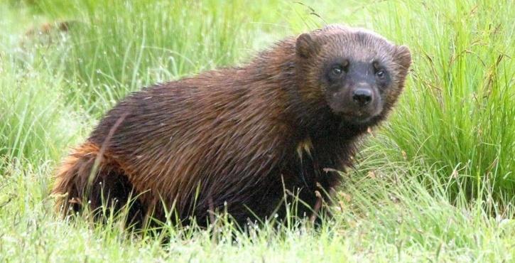 rare wolverine spotted in Yellowstone National Park