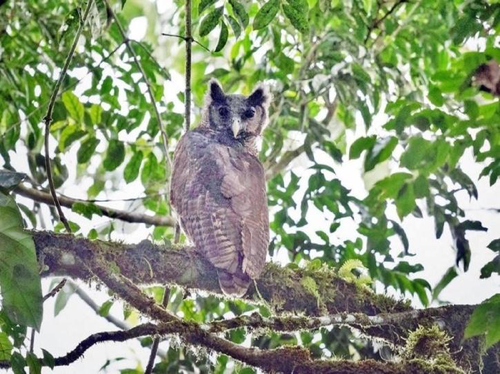 Shelleys Eagle Owl spotted in Ghana
