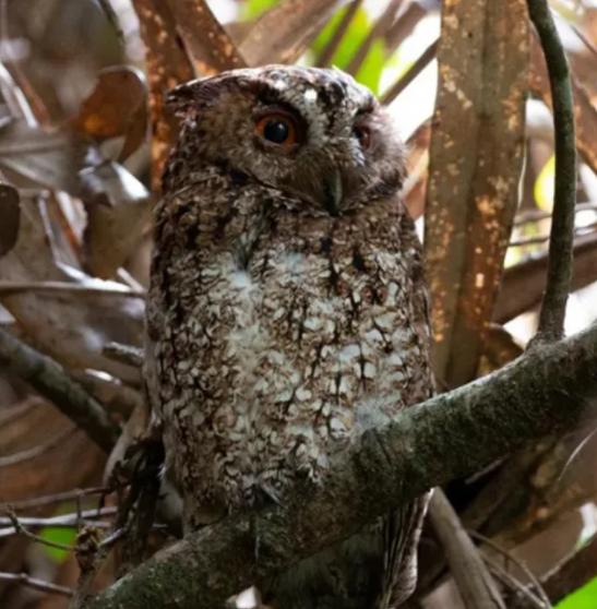 orange eyed owl spotted in malaysia 