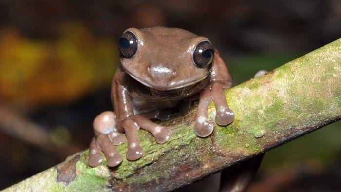 chocolate frog new guinea