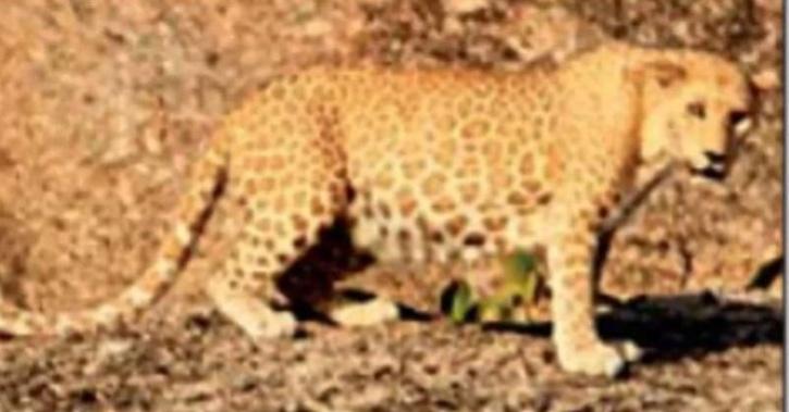 pink leopard spotted in rajasthan