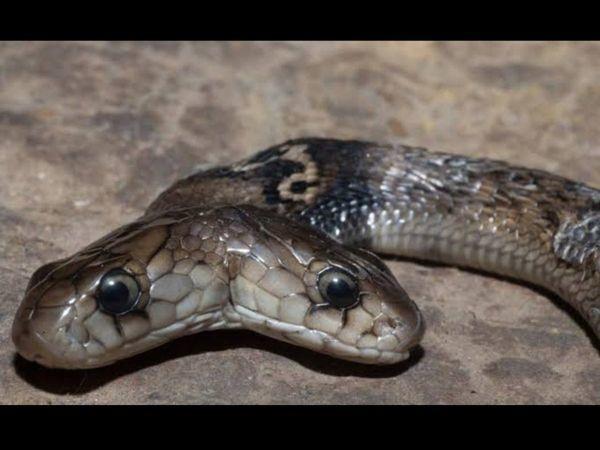 two headed snake spotted in dehradun