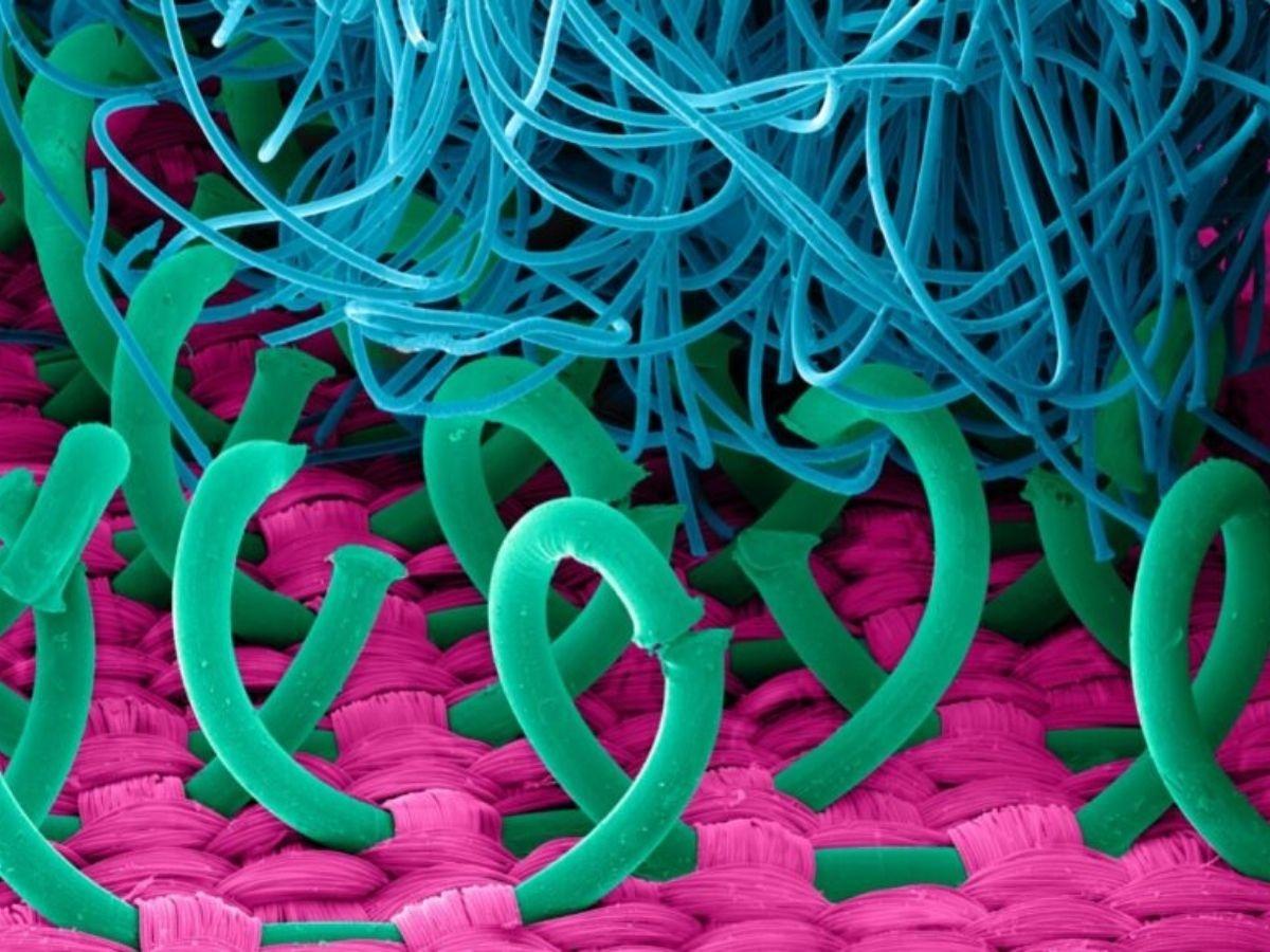 Scientists Make Biodegradable Velcro Inspired From Catchweed Plant