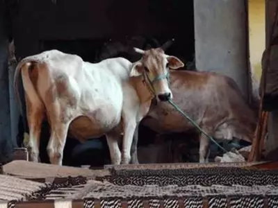 38 Cows Charred To Death In A Shelter In Uttar Pradesh After Nearby Dumpyard Catches Fire