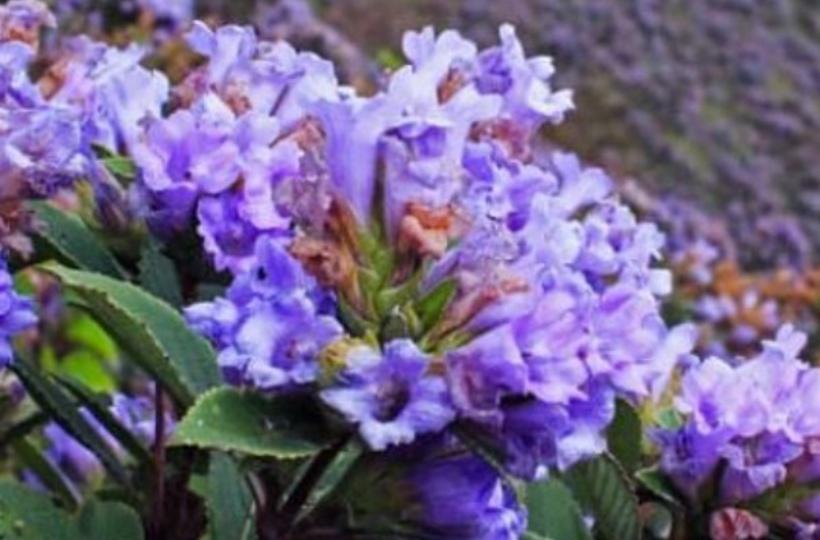Neelakurinji That Blooms Once In 12 Years Is Now In Full Glow In Karnataka's BRT Tiger