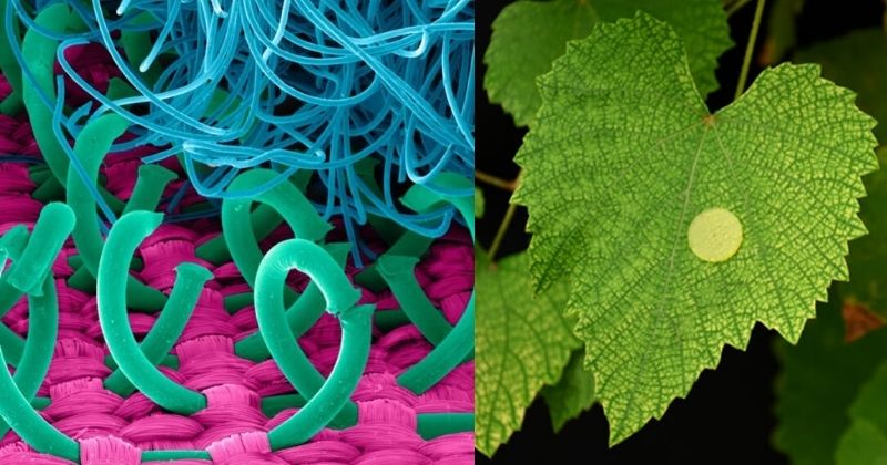Plant that inspired Velcro invention, Other plants