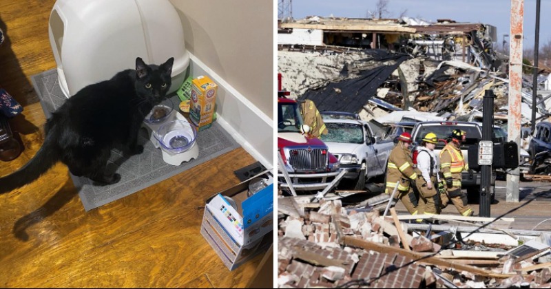 Cat Who Survived Tornado Is Found Sitting on Pillow Amongst Debris