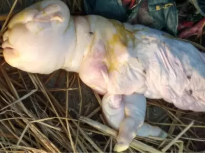 goat gives birth to human like baby in assam