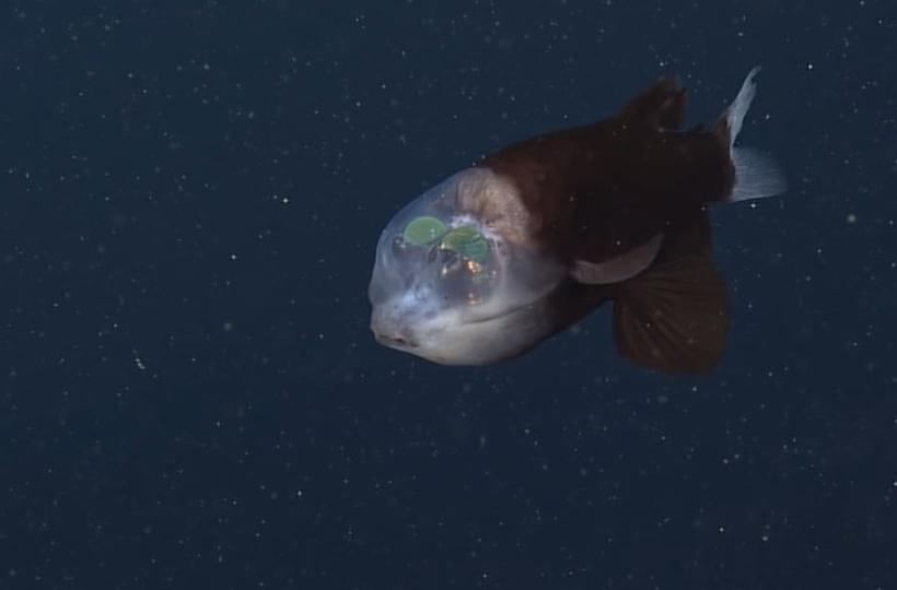 The Barreleye Fish An Underwater Living Camera
