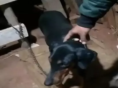 pet Doberman saves family from cobra  