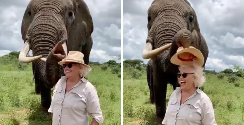 Elephant Pretends To Eat Woman's Hat In Viral Video