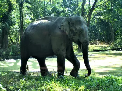 Elephants Rescued From Mud Trap In Assam