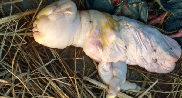 Goat Gives Birth To 'Human-like' Baby