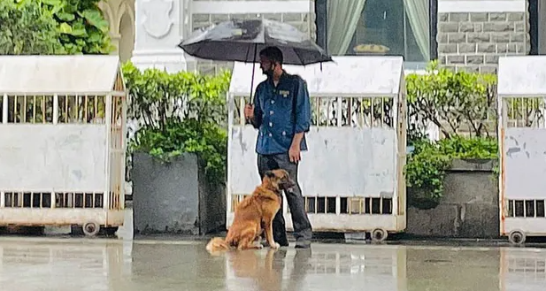 Mumbai Taj employee saves dog from rain