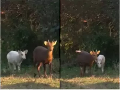 rare white hog deer assam