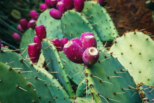 Nopal 