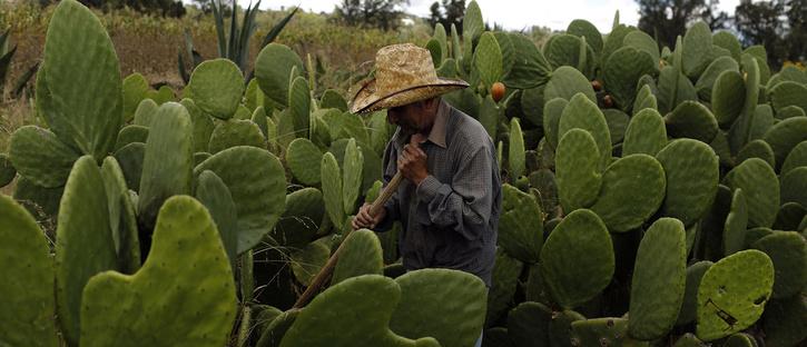 Nopal