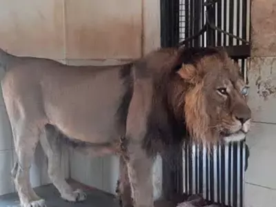 machia biological park asiatic lion riyaz
