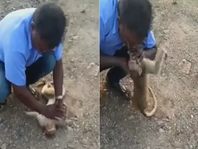 tamil nadu man gives cpr to injured monkey