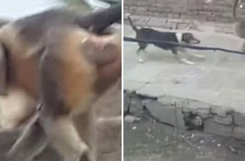 Revengeful Monkeys Kill 250 Dogs After Puppy Kills Monkey In Maharashtra