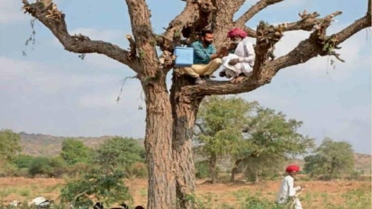 healthcare worker administers vaccine by climbing tree in rajasthan