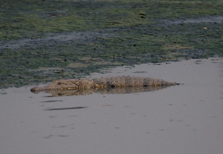 navi mumbai crocodile