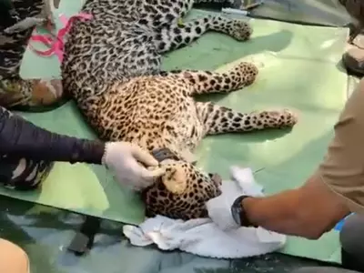 leopard sgnp