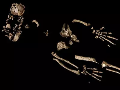 A 4.4 Million-Year-Old Skeleton Can Answer Human Evolution To Upright Walking