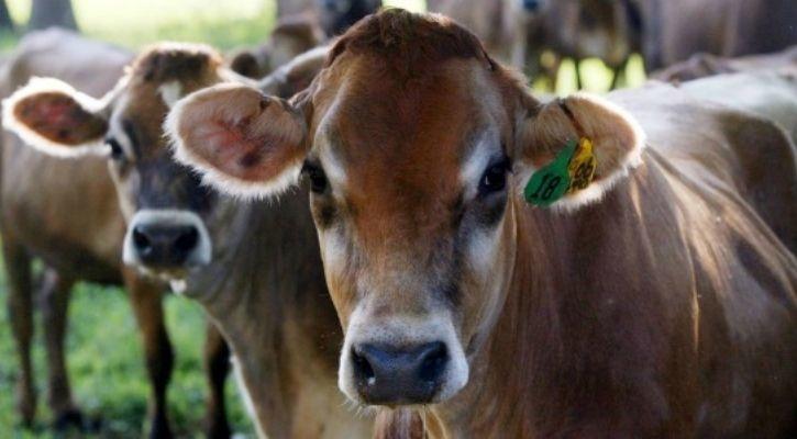 sapi potong berdampak pada pemanasan global