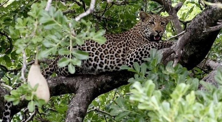 leopard sanjay gandhi national park