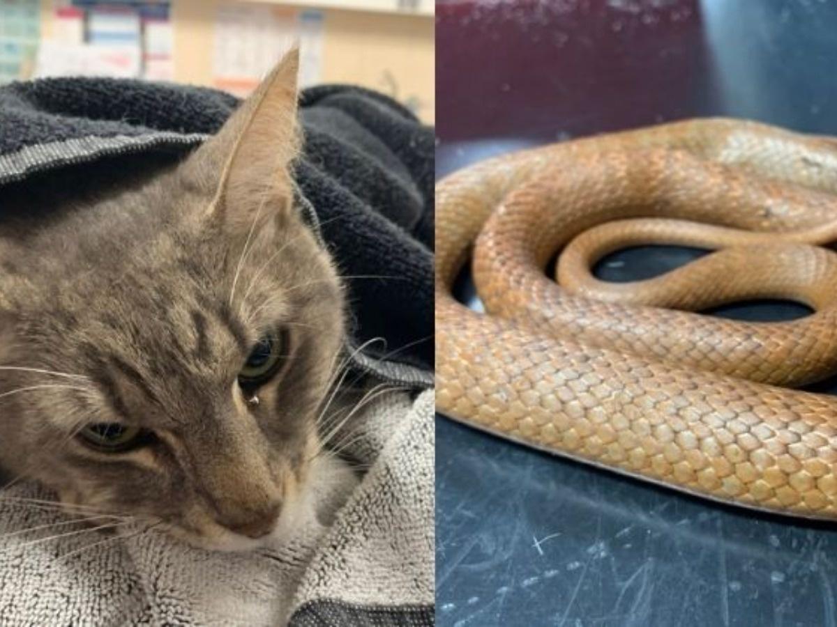 Kids News: Is this  snake cat photo real or fake? Here's how to know