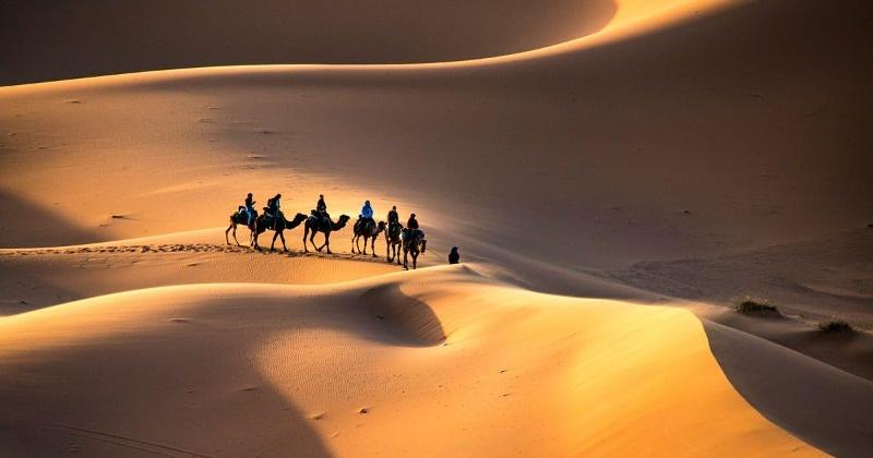 hvis du ser nøje, har Sahara-planter og dyr forskellige tilpasninger end andre ørkenbeboere.