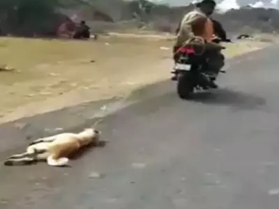 dog-cruelty-in-gujarat