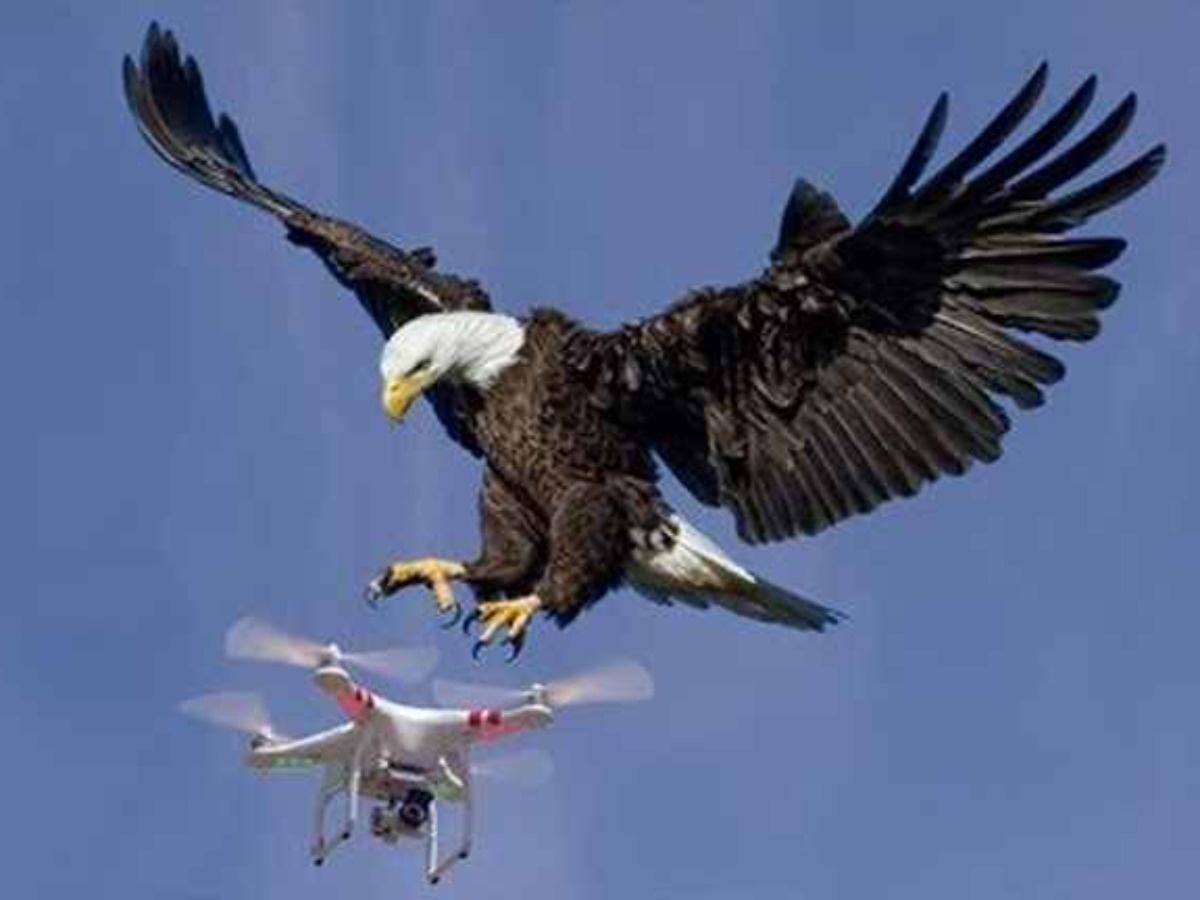 Watch: Eagle Flies A Drone