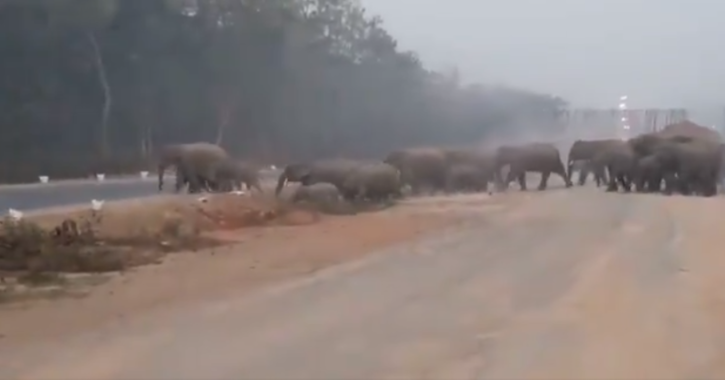 Herd Of 50 Elephants Crossing Road In Odisha