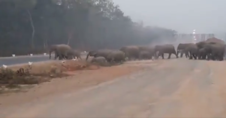 The elephant herd had strayed out of the Mahabirod forest range in Parjang and headed towards Matharagadi