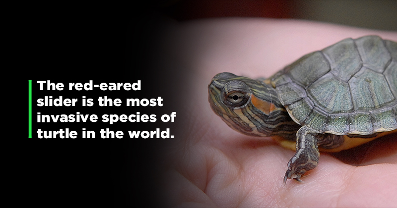 This Cute-Looking Red-Eared Turtle, An Invasive Species Can Wreak Havoc ...