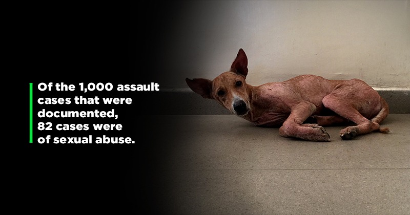 In Past 10 Yrs India Saw Nearly 5 Lakh Cases Of Animal Cruelty, Unreported  Could Be Much Higher