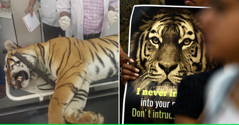 Heres A Timeline Of Tigress Avnis Killing Blamed For 13 Deaths And The Controversy Around It