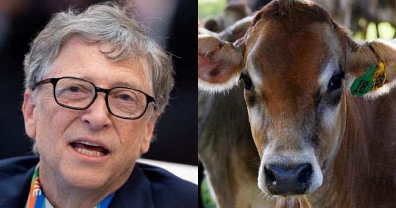 Image result for bill-gates-developed-nations-quit-eating-beef