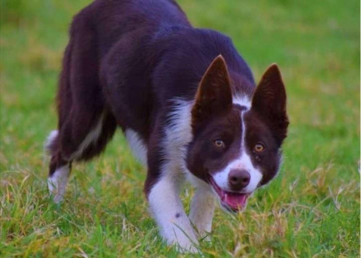 Welsh Sheepdog Sells For A Record Price Of Rs 27 Lakh Welsh Sheepdog Sells For A Record Price Of Rs 27 Lakh
