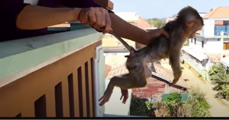 Gut-wrenching Video Shows Monkeys Being Beaten To Death